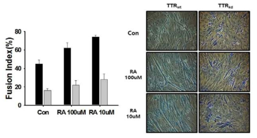 위 그림은 TTR 유전자의 발현이 억제된 세포에서 100 uM, 10 uM의 레티놀을 4일 동안 분화배지와 같이 처리한 후 myotube 형성 정도를 fusion index를 통해 정 리한 결과이다