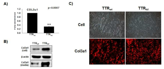 위 그림은 TTR 유전자가 억제된 세포와 대조군 세포를 분화배지 (DMEM+1% penicillin/streptomycin)에서 2일 동안 배양한 후 RNA를 추출하여 유전자 및 단백질의 발현을 관찰한 결과이다.