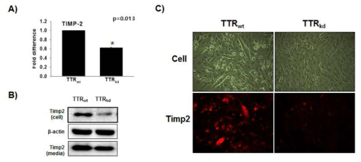 위 그림은 TTR 유전자가 억제된 세포와 대조군 세포를 분화배지 (DMEM+1% penicillin/streptomycin)에서 2일 동안 배양한 후 RNA를 추출하여 유전자 및 단백질의 발현을 관찰한 결과이다.