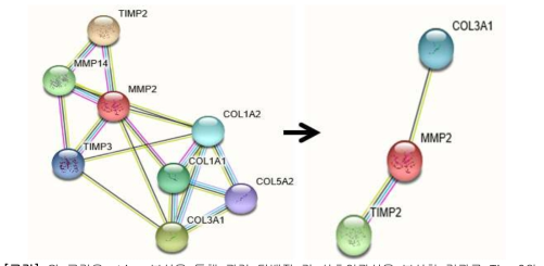 위 그림은 string 분석을 통해 관련 단백질 간 상호연관성을 분석한 결과로 Timp2와 Col3α1 단백질 간 상호연관성을 관찰할 수 있다.