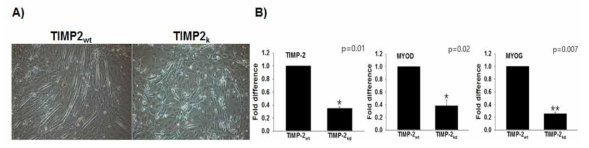 위 그림은 Timp2 유전자가 억제된 세포와 대조군 세포를 분화배지 (DMEM+1% penicillin/streptomycin)에서 2일 동안 배양한 후 RNA를 추출하여 유전자 및 단백질의 발현을 관찰한 결과이다.