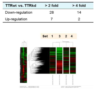 위 그림은 microarray 분석결과를 나타내는 것으로 TTR 유전자의 발현 억제에 따라 변 화를 보이는 유전자의 수를 나타낸다.