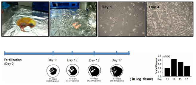 위 그림은 닭 다리근육에서 근육줄기세포를 배양한 후 근육세포의 분화 시킨 세포의 모습이다.