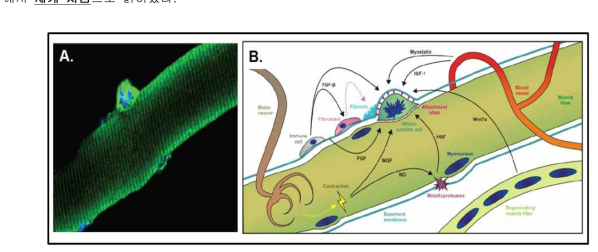 MSC (근육위성세포 또는 줄기세포)의 분화에 미치는 외부 요인.