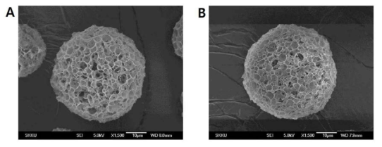 고분자중합체 RG502H를 사용해 제조한 이마티닙 봉입 PLGA 마이크로입자의 SEM 사진