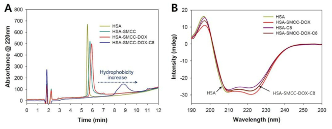 (A) HSA, HSA-SMCC, HSA-SMCC-Dox 그리고 HSA-SMCC-Dox-C8 의 역상 HPLC 크로마토그램 (B) HSA, HSA-SMCC-Dox, HSA-C8 그리고 HSA-SMCC-Dox-C8 의 circular dichroism spectra