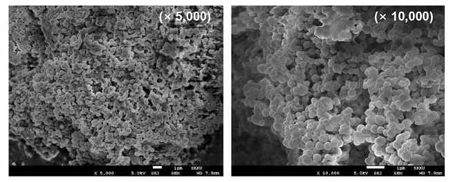 FE-SEM을 이용하여 관찰한 Chitosan TAC PLGA-NPs의 표면이미지