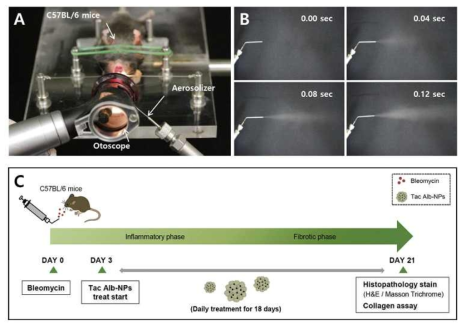 (A) 마우스 모델에서 흡입 투여하는 방법, (B) 알부민 나노파티클의 에어로졸화 이미지, (C) 폐 섬유화 동물모델에서 유발 및 치료 스케쥴