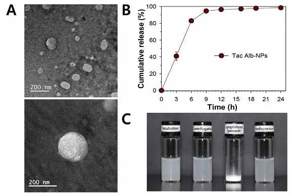 (A) 알부민 나노파티클의 TEM 이미지, (B) 타크로리무스의 방출 패턴 및 (C) 재분산 안정화
