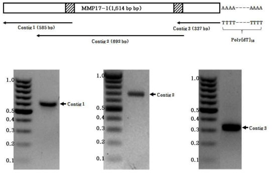 Agarose gel electrophoresis of MMP17-1 contigs of N. nomurai