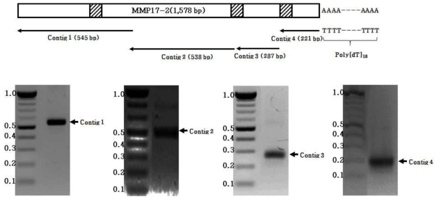 Agarose gel electrophoresis of MMP17-2 contigs of N. nomurai.