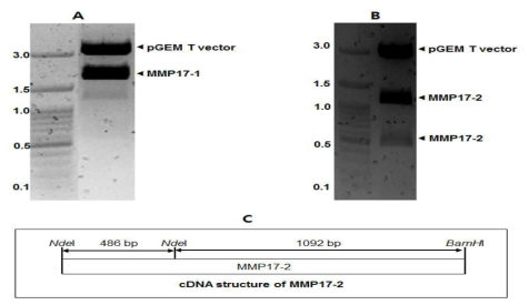 NdeI and BamHI digestion of pGEM T/MMP17-1 and MMP17-2