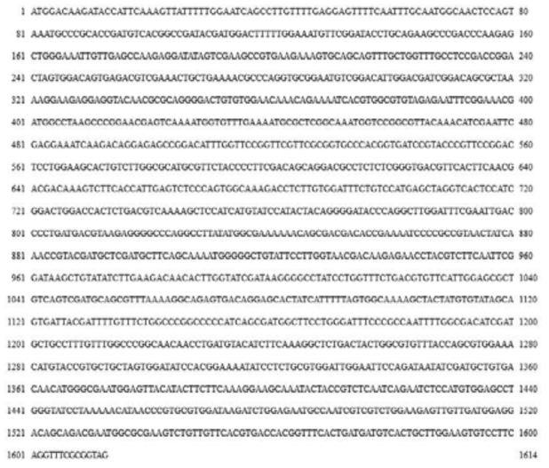 Full-length cDNA sequence of MMP17-1