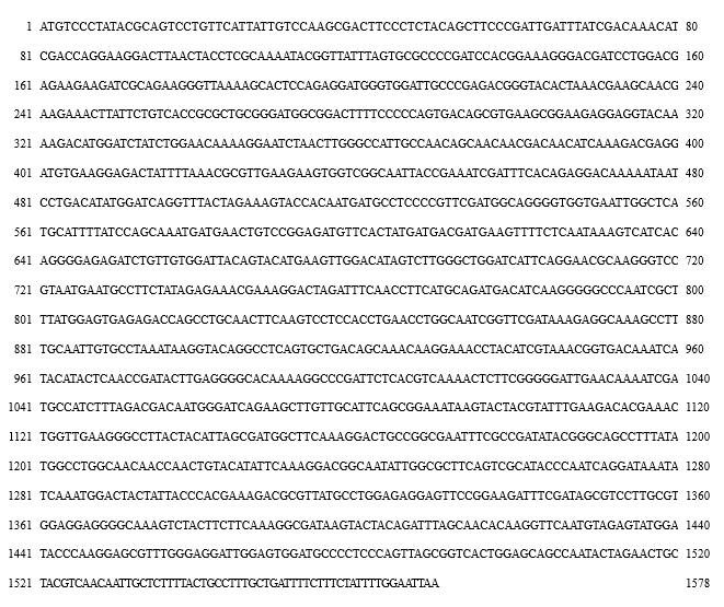 Full-length cDNA sequence of MMP17-2