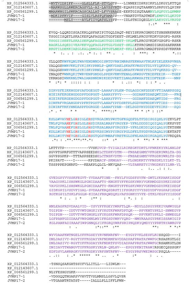 MMP17-1 and MMP17-2 full-length cDNA sequence analysis by Bioinformatics black shadow box : signal peptide, red letter : active site, green letter : PG_binding_1 superfamily, blue letter : Zinc-dependent Metalllproteinase, purple letter : Hemopexin domain.