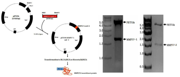 Diagram for recombinant protein of MMP17-1 and MMP17-2 genes