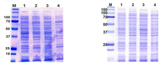 SDS-PAGE of recombinant MMP17-1 and MMP17-2 genes by IPTG