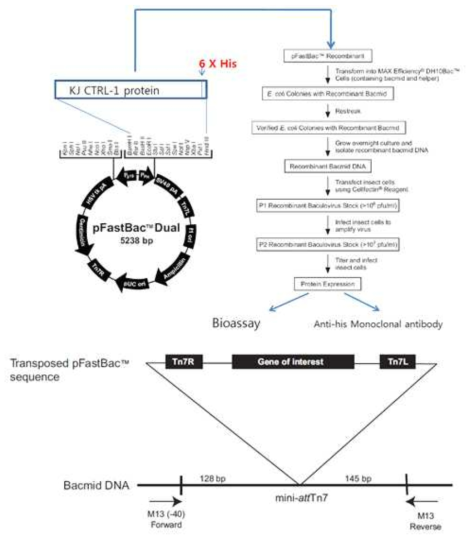 Baculovirus를 이용한 Insect cell 에서의 CTRL-1 발현 시스템
