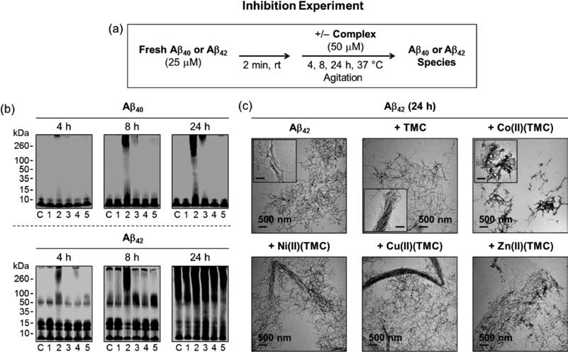 Capability of M(II)(TMC) (M = Co, Ni, Cu, and Zn) to control the aggregation pathways of Aβ40 and Aβ42.