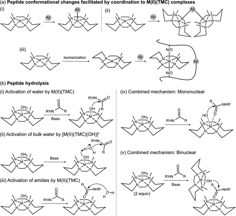 Schemes of the potential modes of action of M(II)(TMC) to modulate Aβ aggregation.