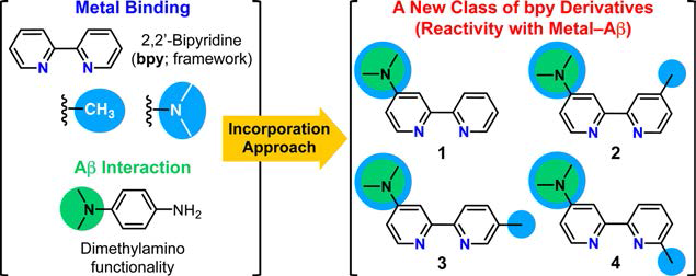 Rational structure-based design of chemical tools able to interact and react with metal−Aβ employing the framework of 2,2′-bipyridine (bpy).