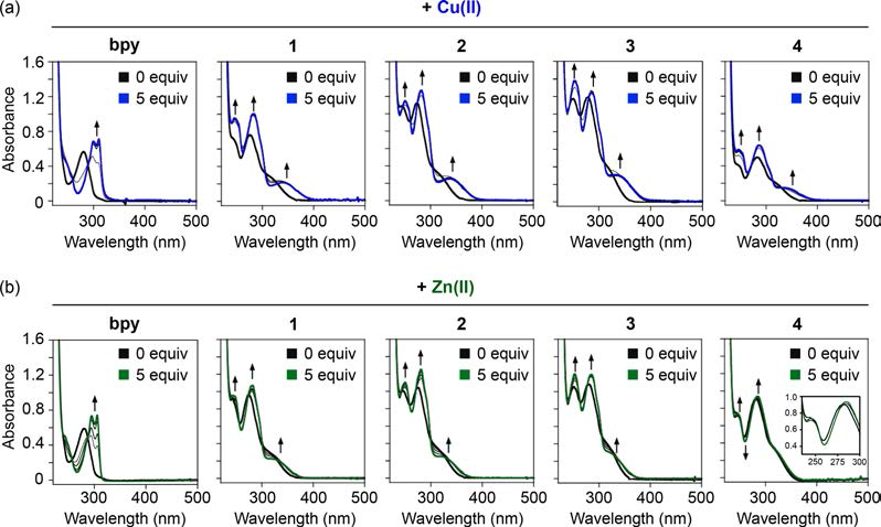 Cu(II) and Zn(II) binding of bpy and 1−4. UV−vis spectra of ligands (black lines) upon addition of Cu(II) or Zn(II) (from 0.5 to 5 equiv).