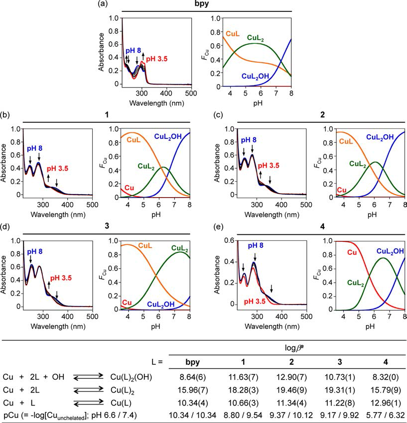 Solution speciation studies of Cu(II)−L complexes (L = bpy and 1−4).