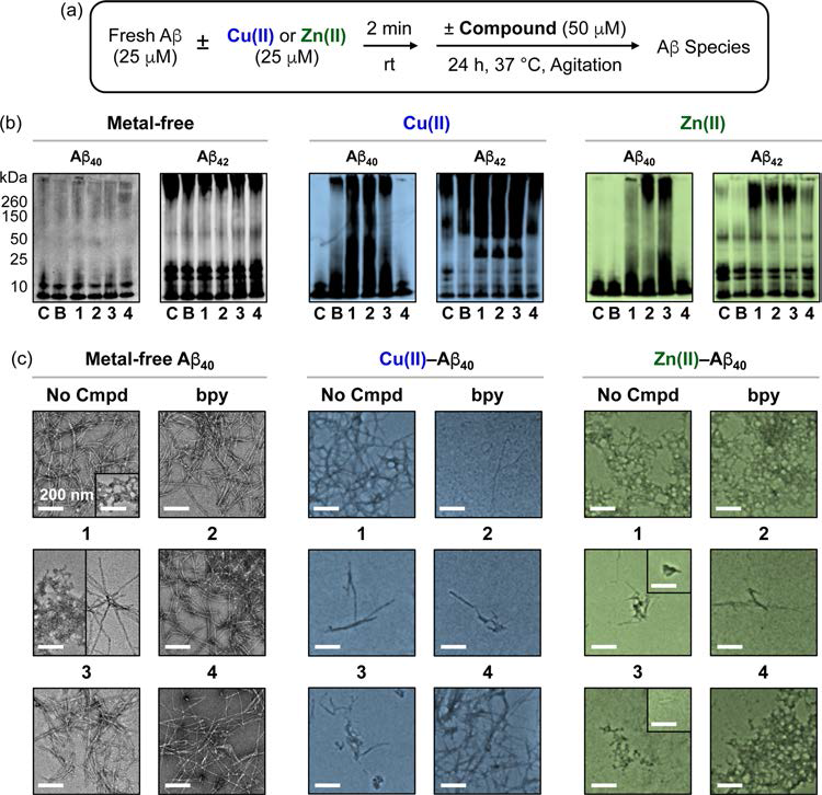 Effects of bpy and 1−4 toward formation of metal-free Aβ and metal−Aβ aggregates.