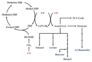 Acetogen 내 일산화탄소 대사회로