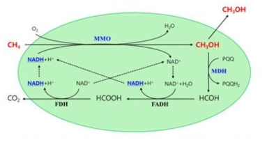 Methane pathway in methanotroph