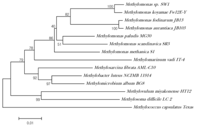 16S rRNA시퀀스를 기반으로 한 Methylomonas sp. SW1과 Type I 메탄 자화균들과의 관계를 보여주는 계통수