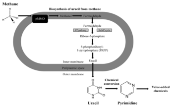 Methylomonas sp. SW1 분리 균주를 이용한 메탄으로부터 우라실 생산