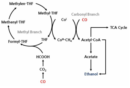 Acetogen 내 일산화탄소 대사회로 – Wood-Ljungdahl Pathway