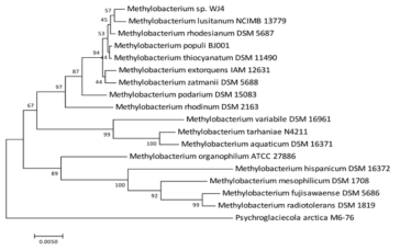 16S rDNA 시퀀스를 기반 Methylobacterium sp. WJ4 관련 균주 계통도