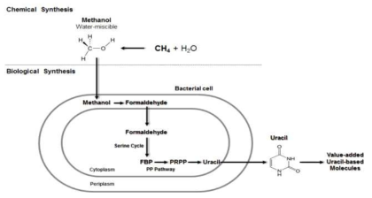 Methylobacterium sp. WJ4 분리 균주를 이용한 메탄올로부터 우라실 생산