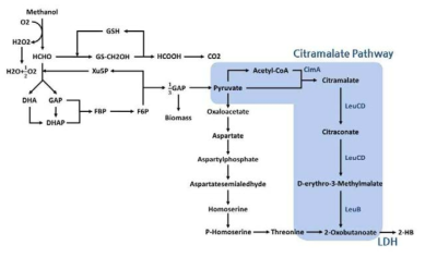 2-Hydroxybutanoic acid Biosynthesis Pathway