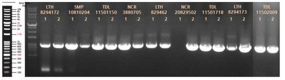 Recombinant P. pastoris의 Colony PCR 전기영동 결과