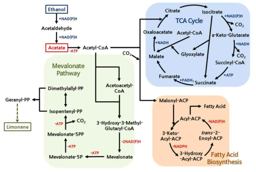 아세트산, 에탄올로부터 리모넨이 합성되는 대사경로