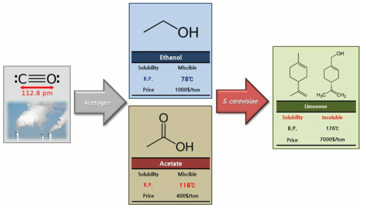 Saccharomyces cerevisiae를 생촉매로한 일산화탄소 유래 아세트산, 에탄올의 고부가화 모식도