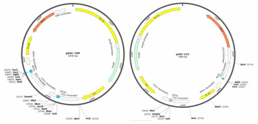 Acetate-Ethanol Inducible E. coli – S. cerevisiae Shuttle Expression Vector pASC-TRP, pASC-LEU Map