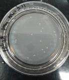 순수배양을 위한 Floating filter법 이용:Methanotroph colony형성 예