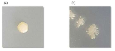 C. carboxidivorans P7(a)과 Clostridium sp. JS66(b)의 미생물 colony 형태 비교