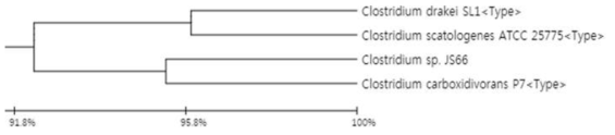 Clostridium sp. JS66의 orthoANI pyrogenetic tree