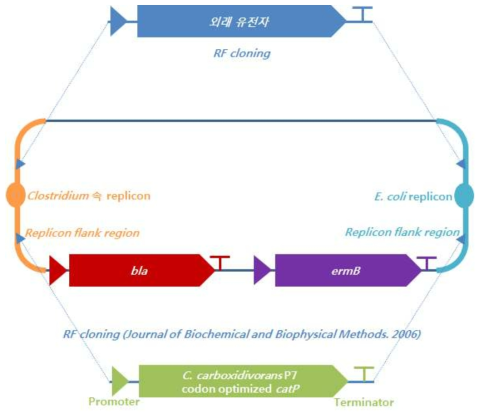 Clostridium 속과 E. coli에 형질전환 가능한 shuttle 플라스미드 construction 전략