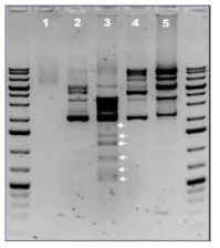 Shuttle 플라스미드와 C. pasteurianum DSM 525 균주의 crude enzyme과의 반응 결과.