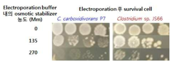 Osmotic stabilizer의 농도가 다른 electroporation buffer를 첨가 하여 제작한 electro-competent cell의 electroporation 후 survival rate