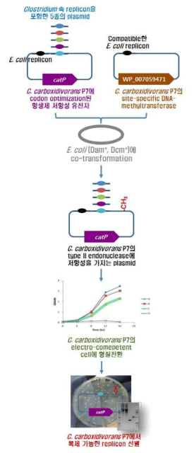 C. carboxidivorans P7과 Clostridium sp. JS66에 형질전환 가능한 E. coli shuttle 플라스미드 선별 모식도