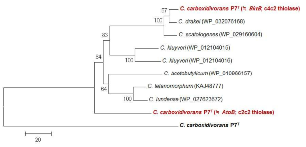 Thiolase orthlogs에 대한 계통학적 분석 (phylogenetic analysis)