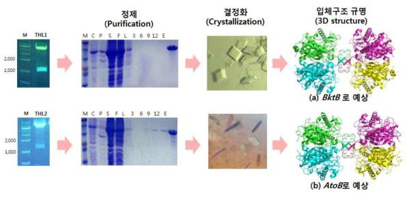 C. carboxidivorans P7의 thiolase로 예상되는 단백질의 3차원 구조 분석.