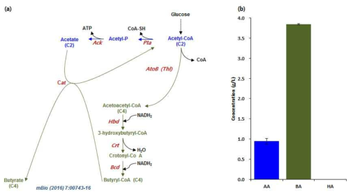 C. tyrobutyricum ATCC 25755의 central metabolic pathway (a) 및 대사산물 (b).